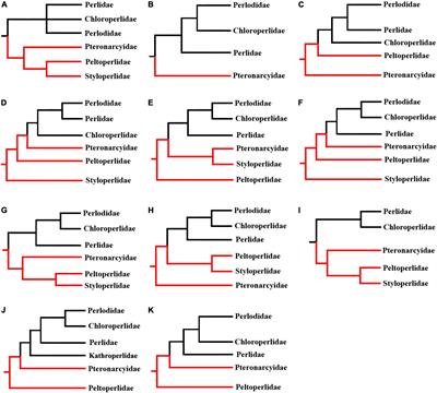 Comparative analysis of mitochondrial genomes among the family Peltoperlidae (Plecoptera: Systellognatha) and phylogenetic implications